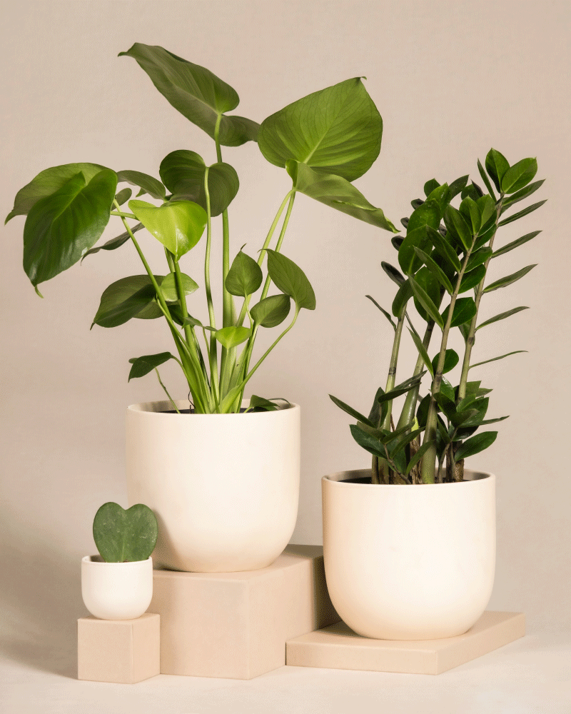 feey-variado-trio-infernale-pflanzenset-monstera-3-pflanzen image 5