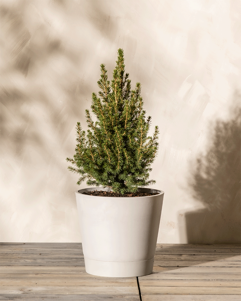 feey-amsterdam-zuckerhutfichte-picea-glauca-ohne-topf-zum-eingraben-winterhart image 4