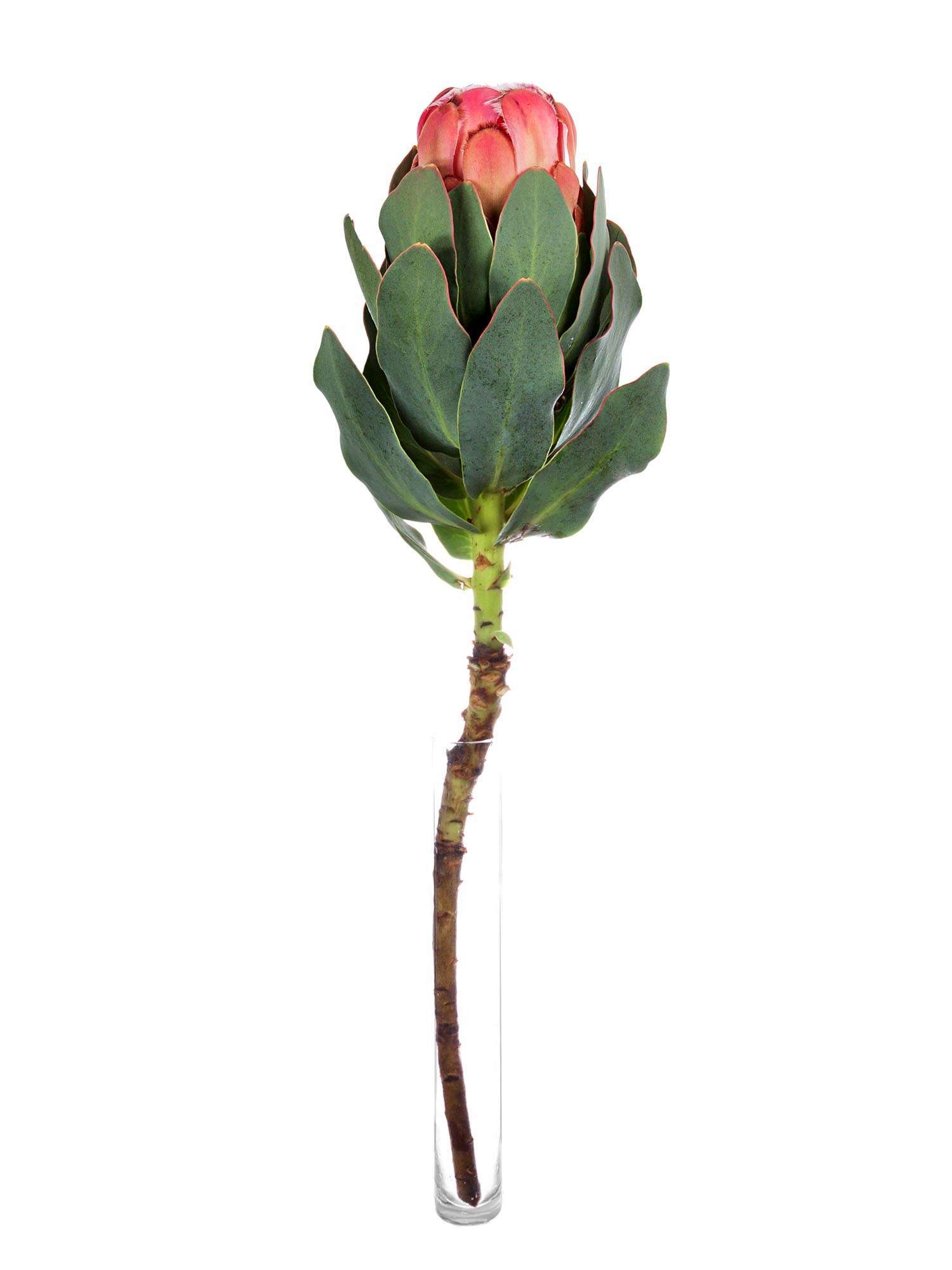 blumigo-proteen-grandiceps-protea-pink-exotische-schnittblume image 3