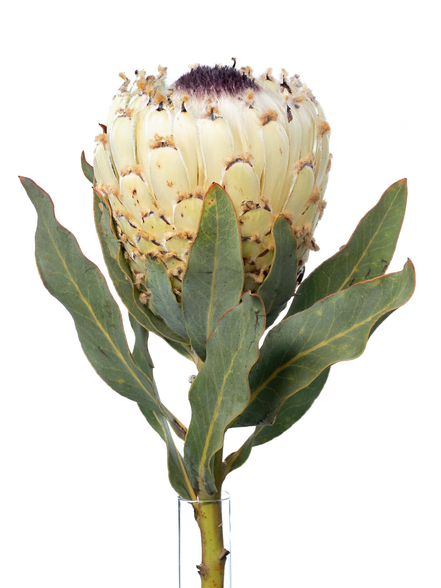 blumigo-proteen-ice-queen-protea-wei-schwarz image 2