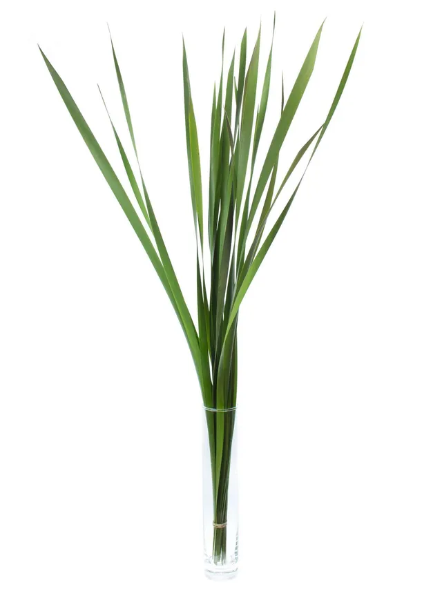 blumigo-blattwerk-und-bindegr-n-typhabl-tter-schnittgr-n-lang image 1