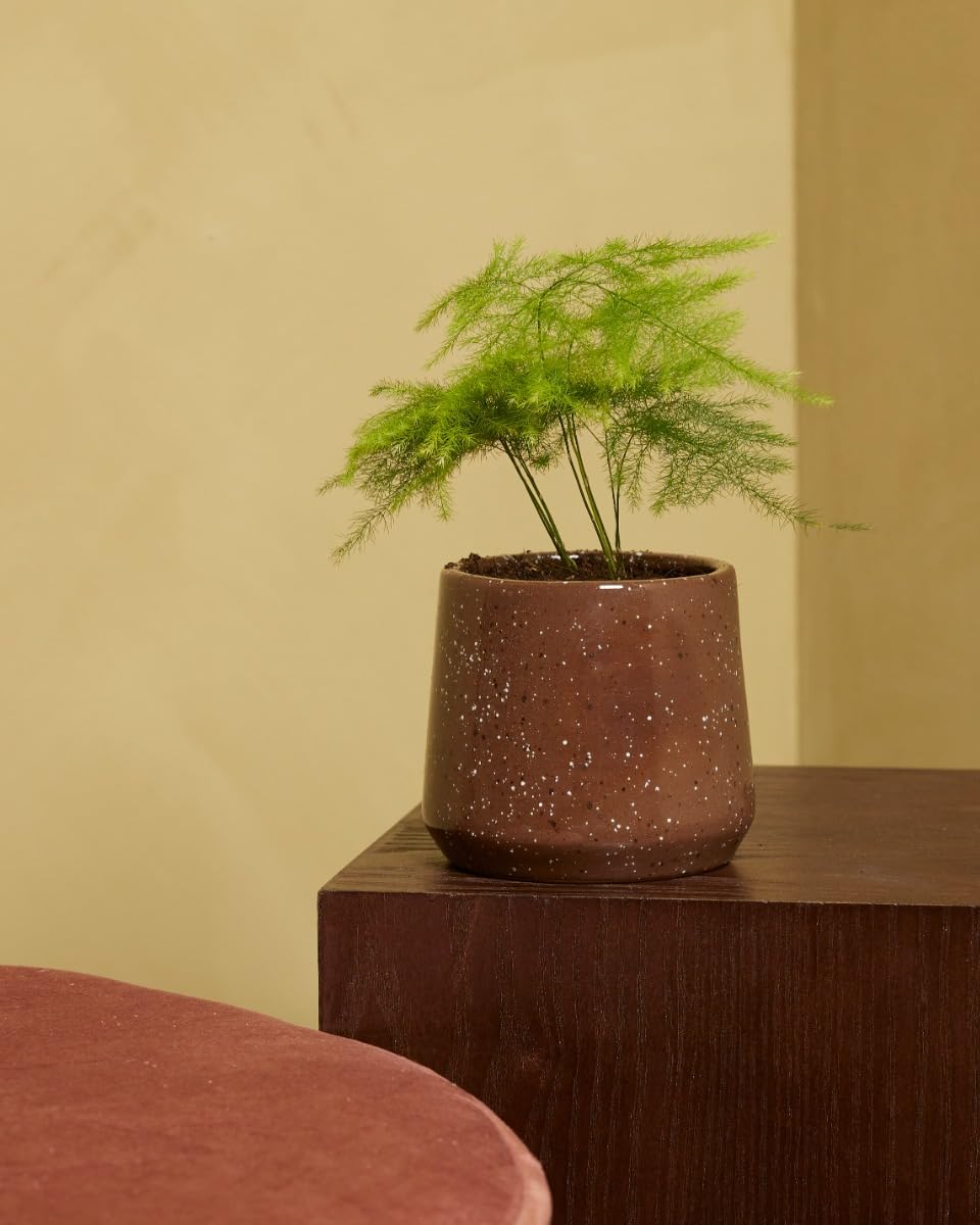 plnts-babyplnts-asparagus-fern-zimmerpflanze-15-cm-federartig image 5