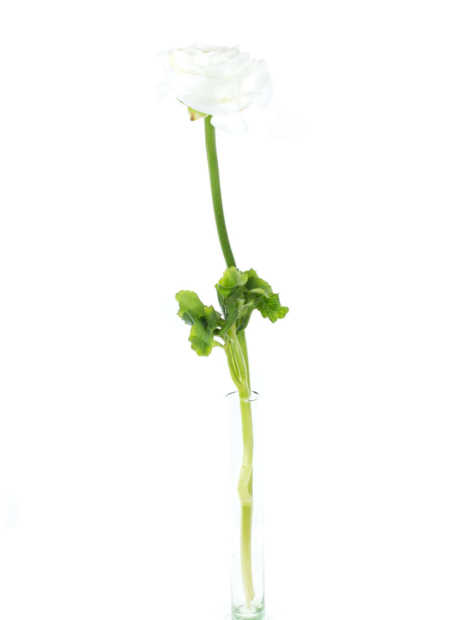 blumigo-ranunkeln-xl-cloni-cover-wei-frisch image 5
