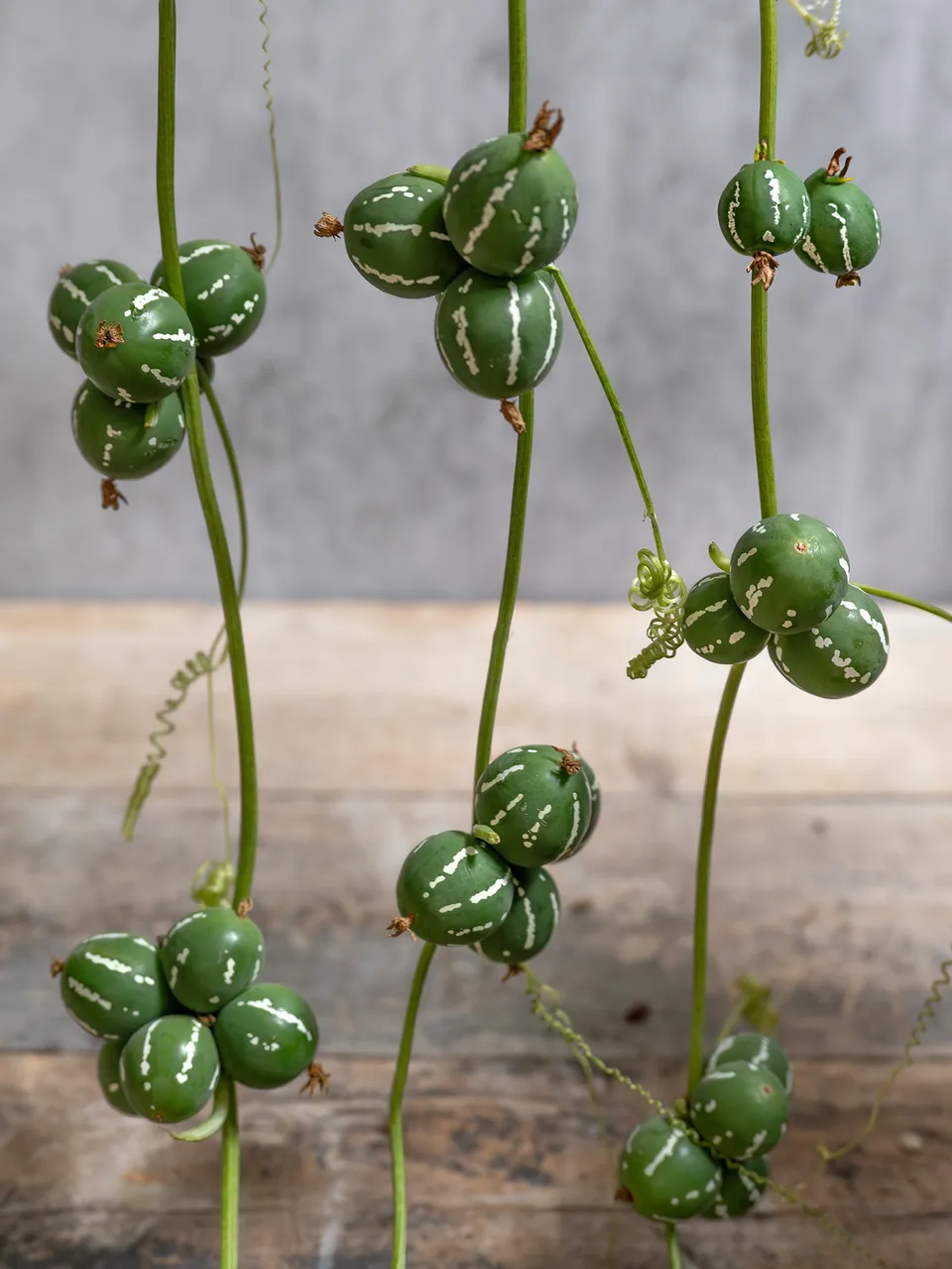 blumigo-blattwerk-diplocyclos-palmatus-ranke-gr-n-frisch image 1
