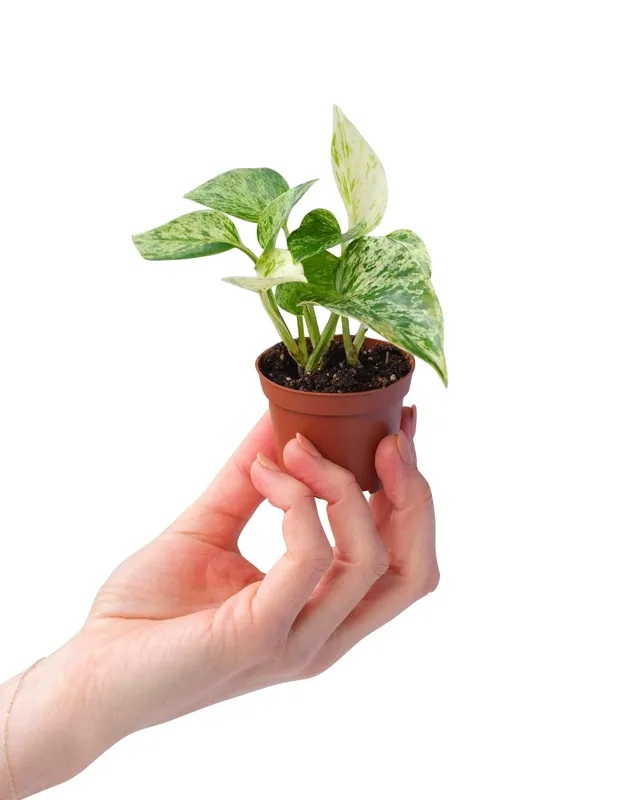 plnts-babyplnts-epipremnum-marble-queen-efeutute-6-cm-topf image 1