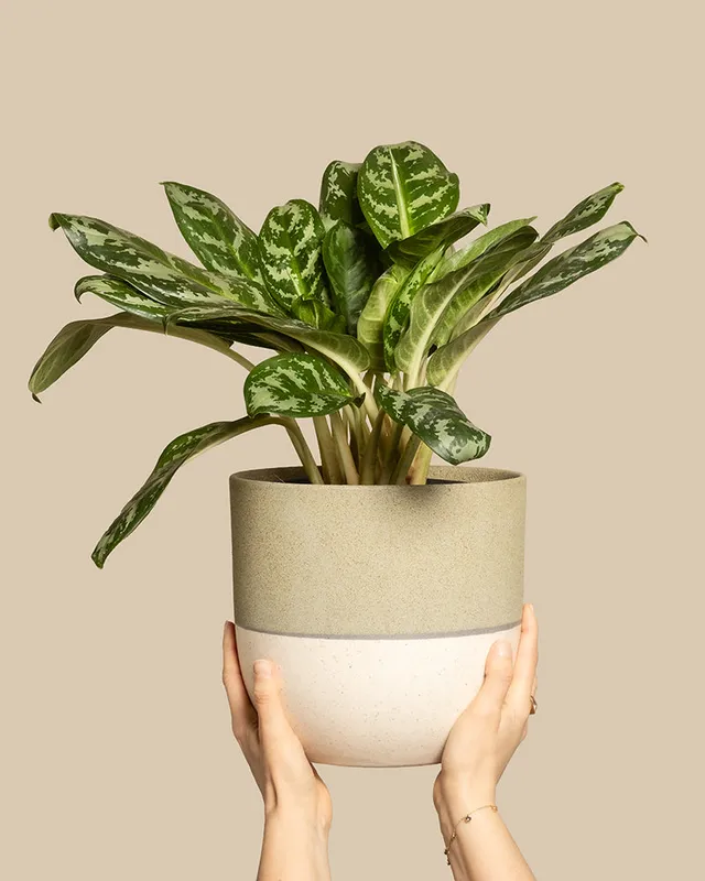 feey-variado-aglaonema-amazon-silver-zimmerpflanze-gross image 1