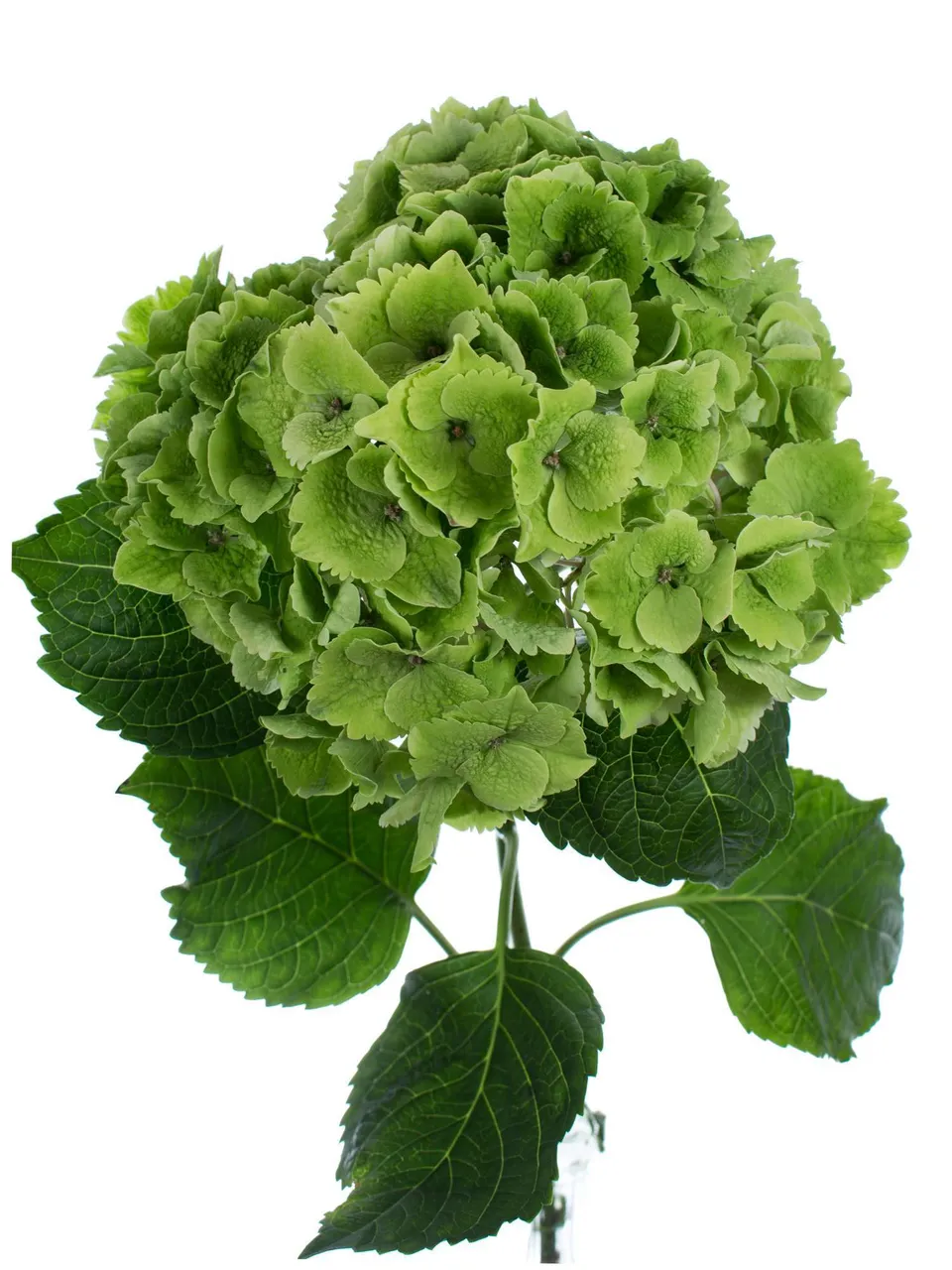 blumigo-emerald-green-classic-hortensie-gr-n-schnittblume image 1