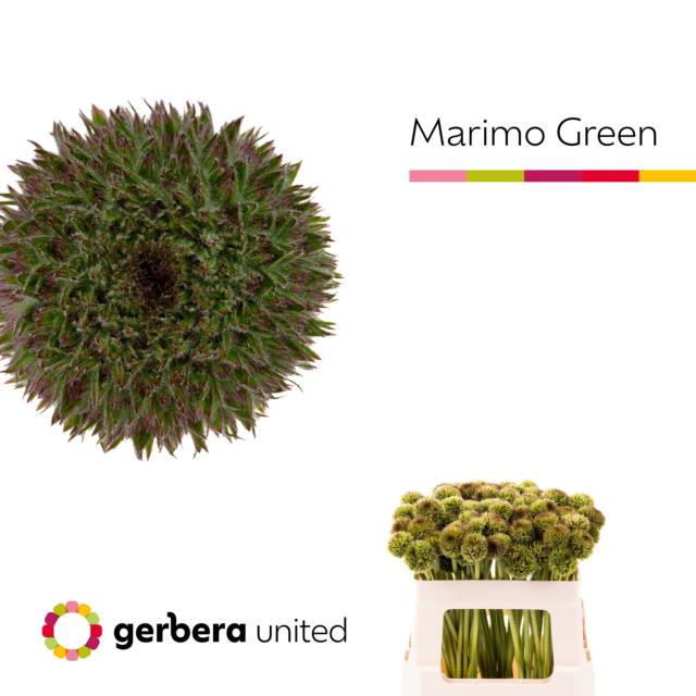 blumigo-gerbera-pomponi-marimo-green-schnittblume-gr-n image 1