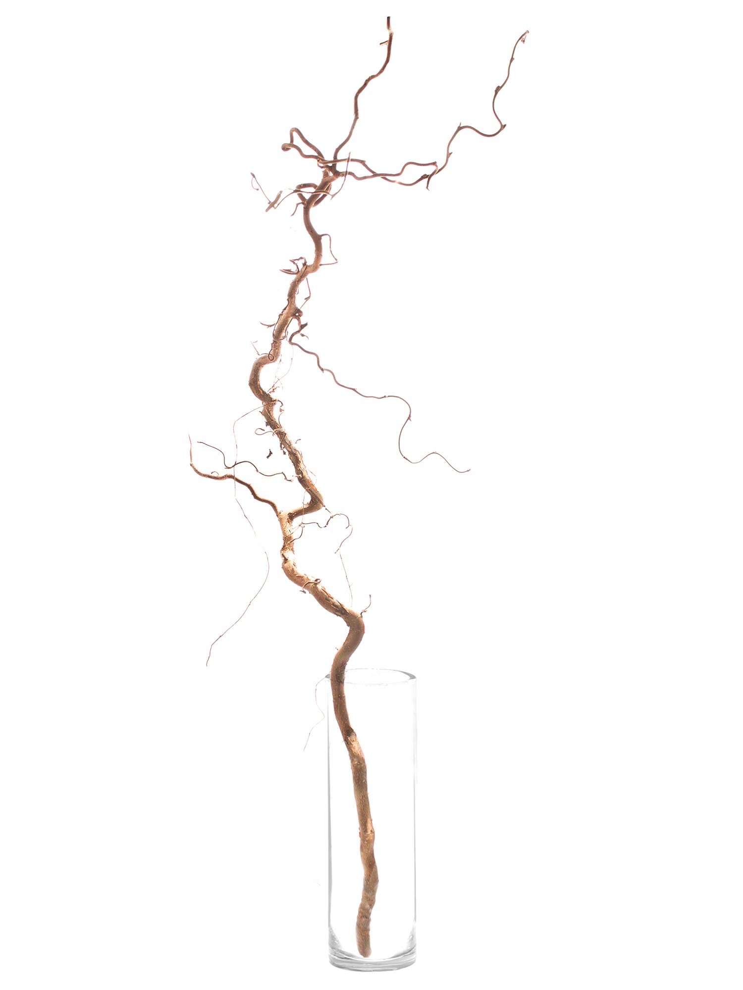 blumigo-zweige-gemeine-hasel-corylus-zweigbund image 6