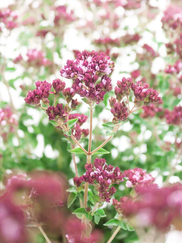 blumigo-blattwerk-oregano-charm-purple-bindegr-n-pink image 1