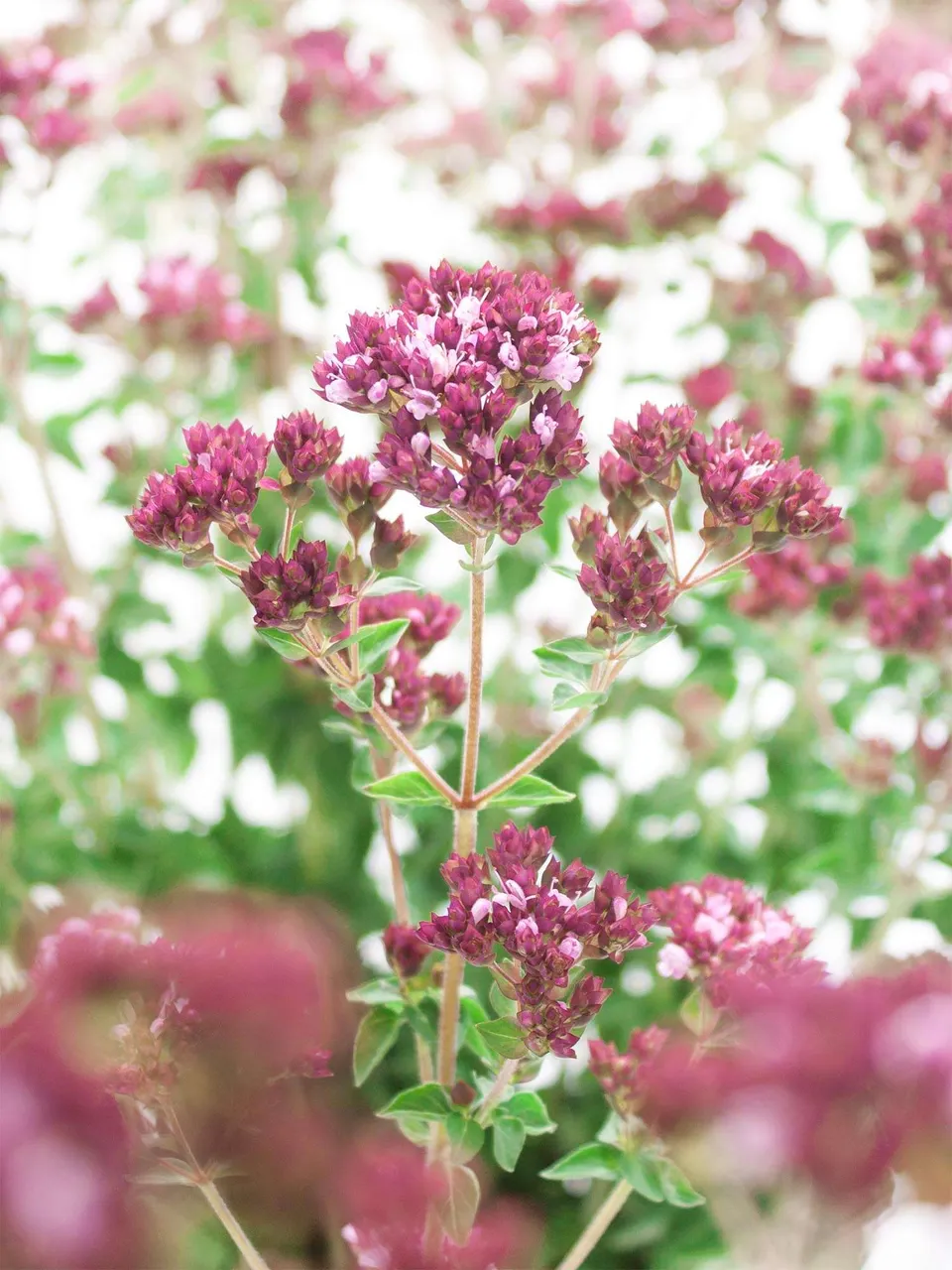 blumigo-blattwerk-oregano-charm-purple-bindegr-n-pink image 1