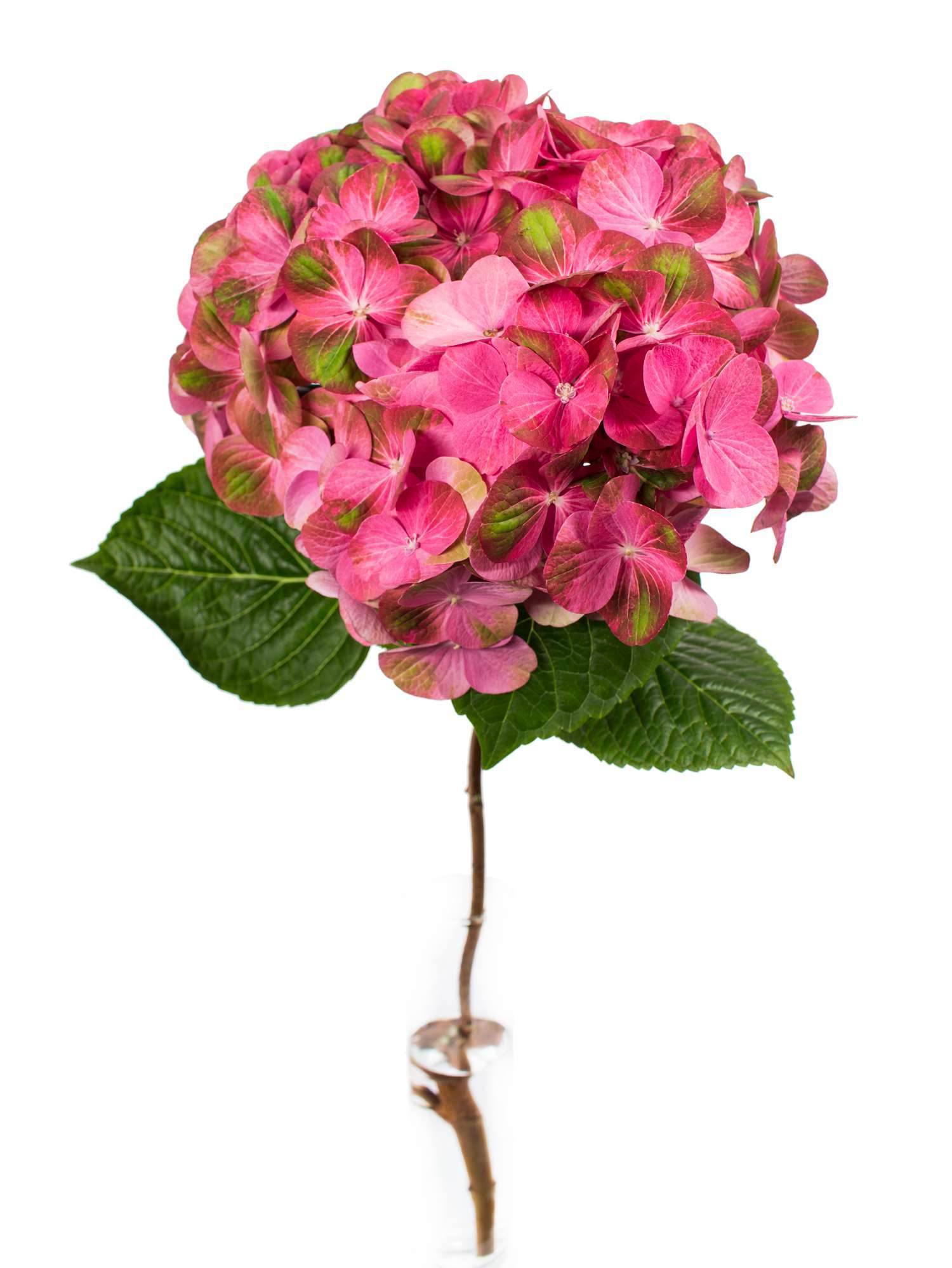 blumigo-hortensien-greenfire-hortensie-pink-gr-n image 1