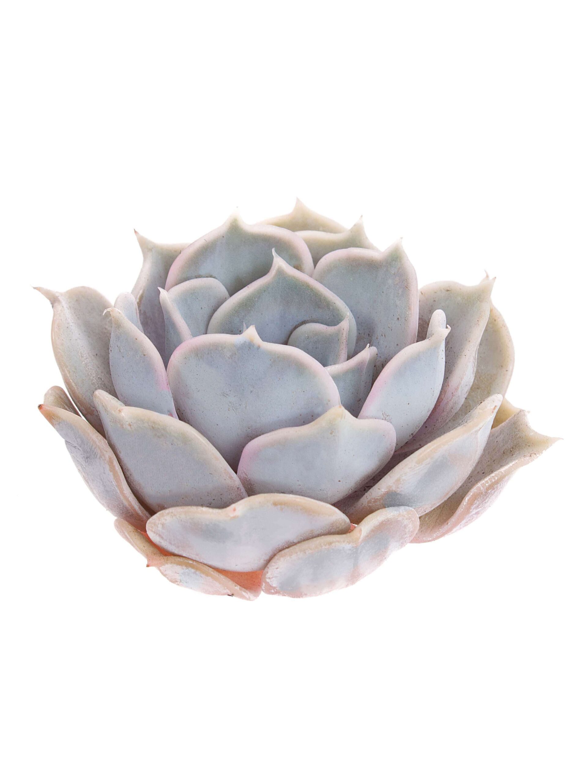 blumigo-blattwerk-und-bindegr-n-echeveria-rinionii-sukkulente-violett image 2