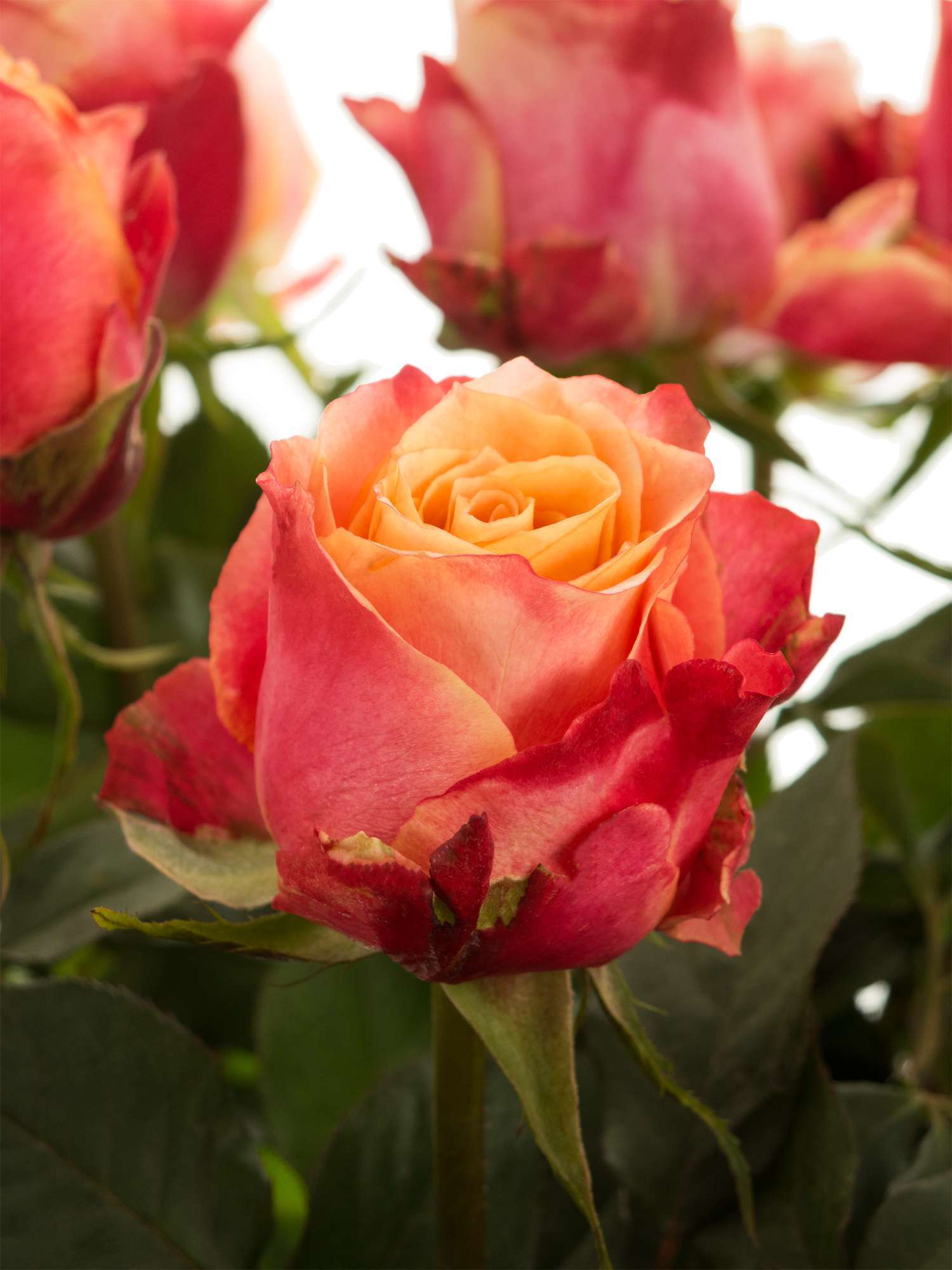 blumigo-rosen-3d-rose-gelb-rot-einzelstiel-zweifarbig image 1