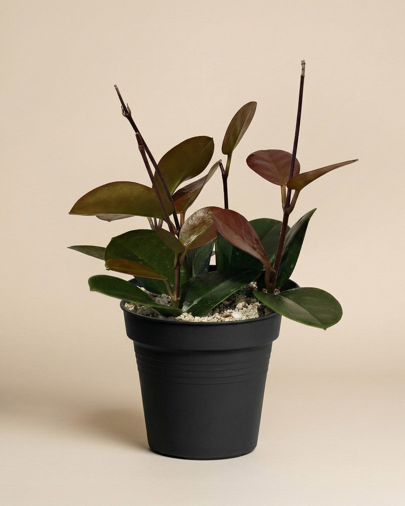 feey-variado-hoya-australis-zimmerpflanze-ohne-bertopf image 3