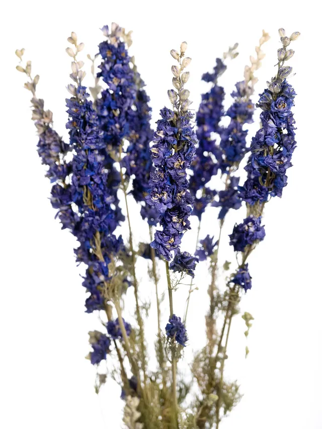 blumigo-trockenblumen-rittersporn-delphinium-getrocknet-blau image 1