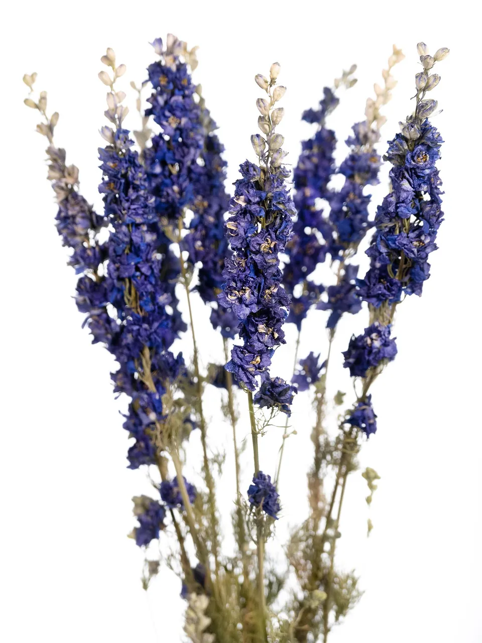blumigo-trockenblumen-rittersporn-delphinium-getrocknet-blau image 1