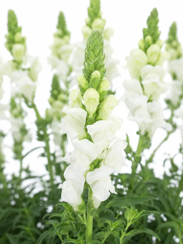 blumigo-l-wenm-ulchen-wei-schnittblumen-frisch image 1