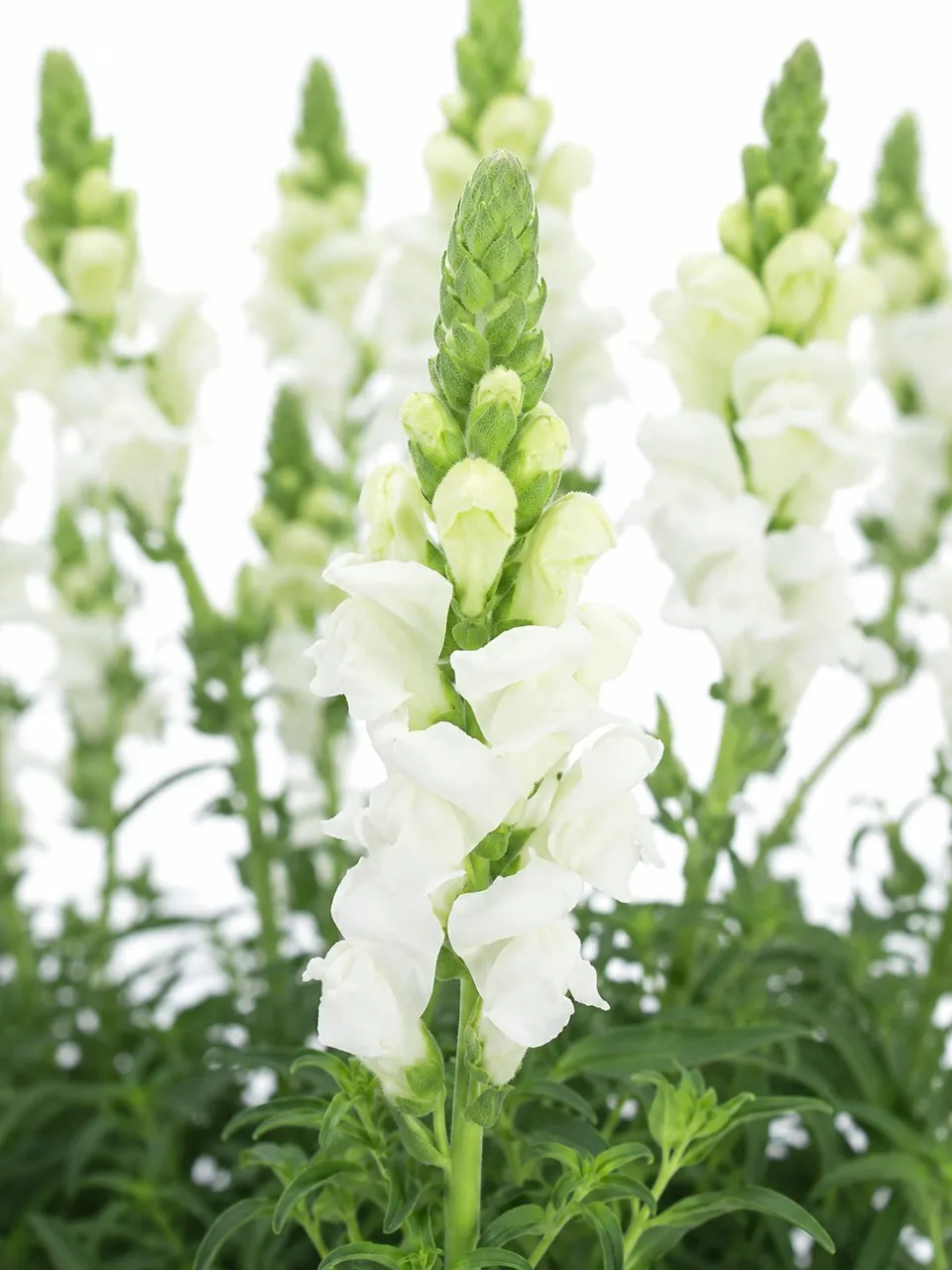 blumigo-l-wenm-ulchen-wei-schnittblumen-frisch image 1