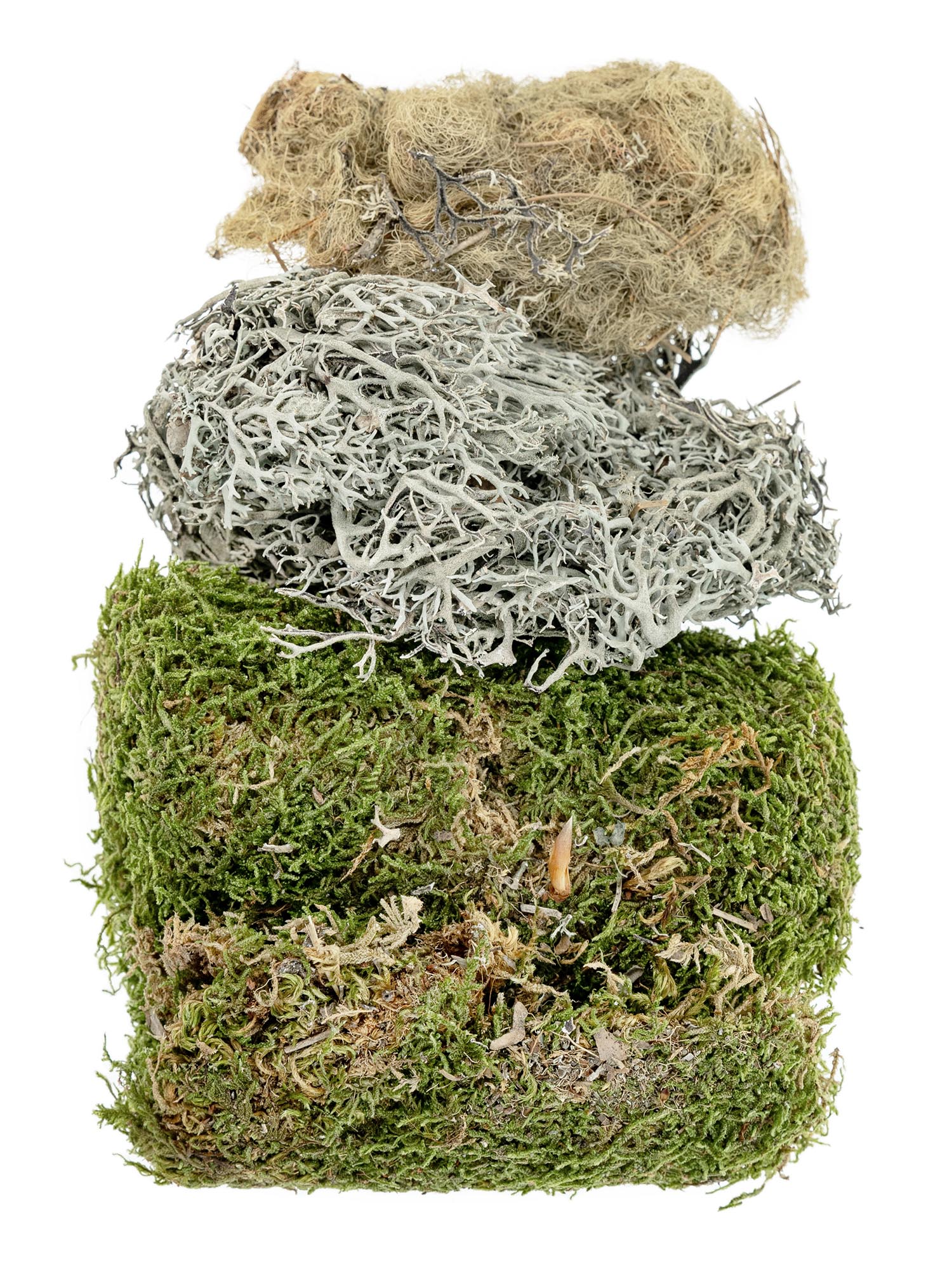 blumigo-trockenblumen-moos-dekomaterial-75-g-getrocknet image 3