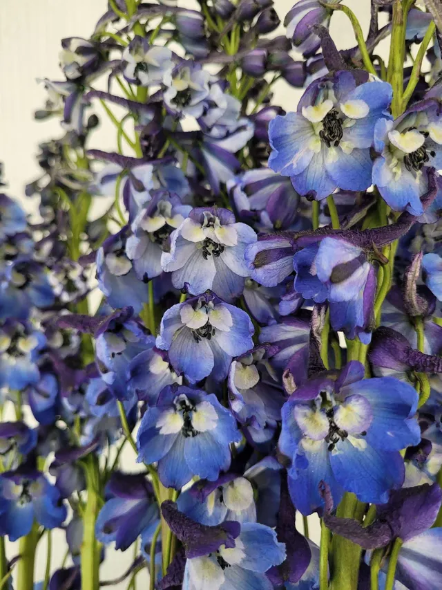 blumigo-l-wenm-ulchen-rittersporn-donna-schnittblume-blau image 1