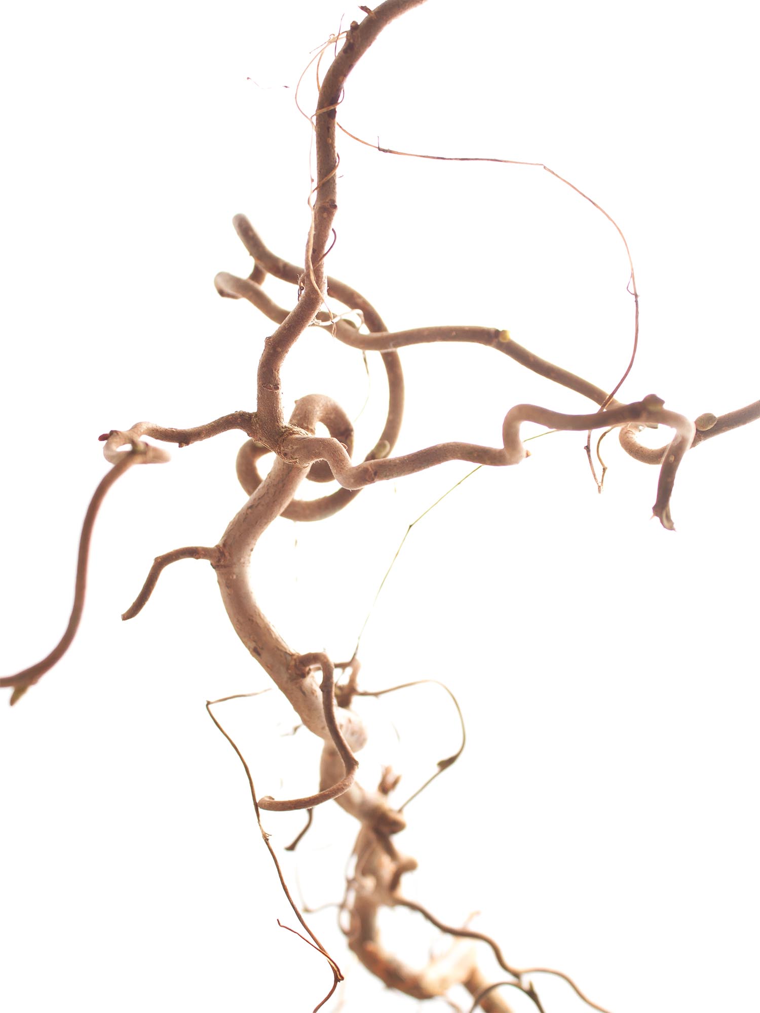 blumigo-zweige-gemeine-hasel-corylus-zweigbund image 5