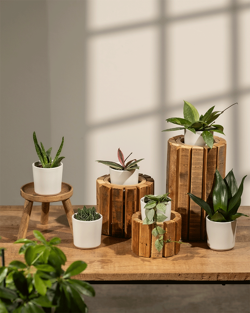 feey-variado-sukkulenten-babypflanzen-6er-set-berraschung image 7
