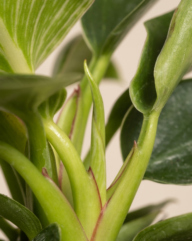 feey-variado-babypflanzen-trio-philodendron-zimmerpflanze-ohne-bertopf image 2
