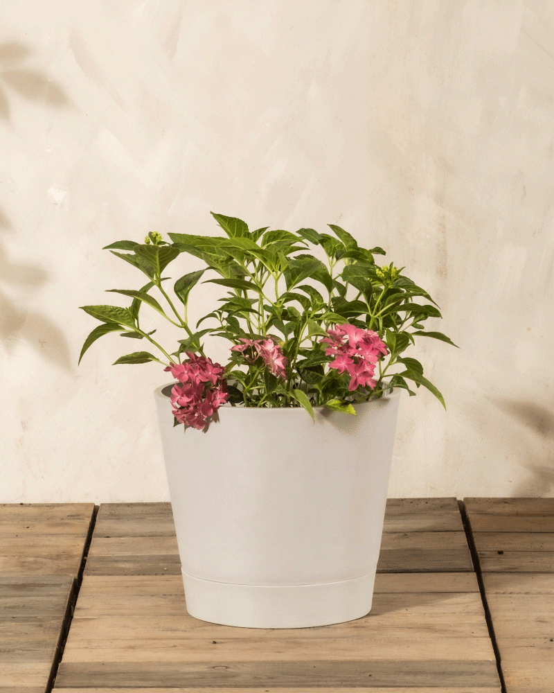 feey-amsterdam-rosa-hortensie-hydrangea-strauch-ohne-topf image 5