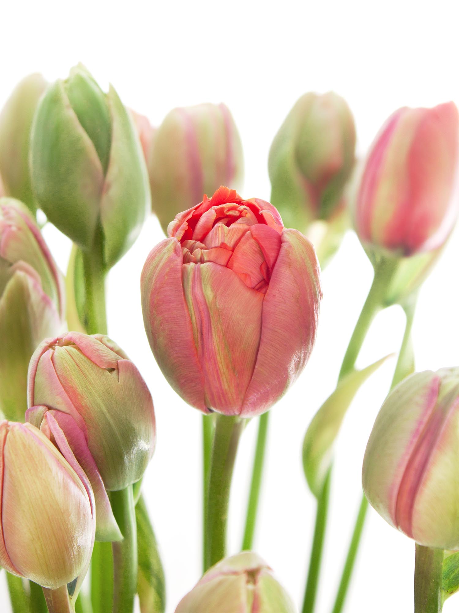 blumigo-tulpen-renown-unique-gef-llte-tulpe-pink image 1
