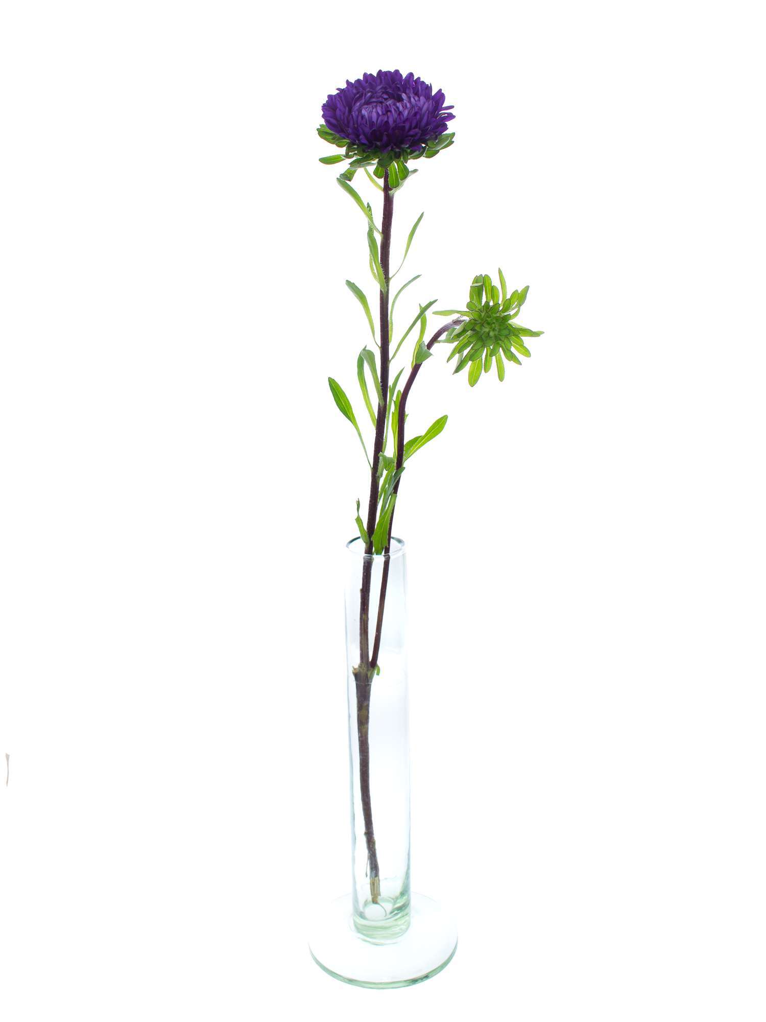 blumigo-sommerastern-schnittblume-blau image 3