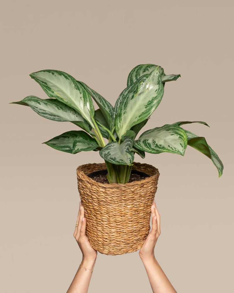 feey-variado-aglaonema-silver-bay-zimmerpflanze-ohne-bertopf image 1