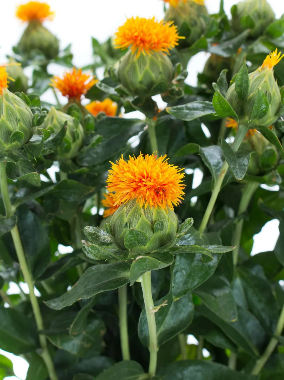 blumigo-carthamus-f-rberdisteln-orange-schnittblumen image 1