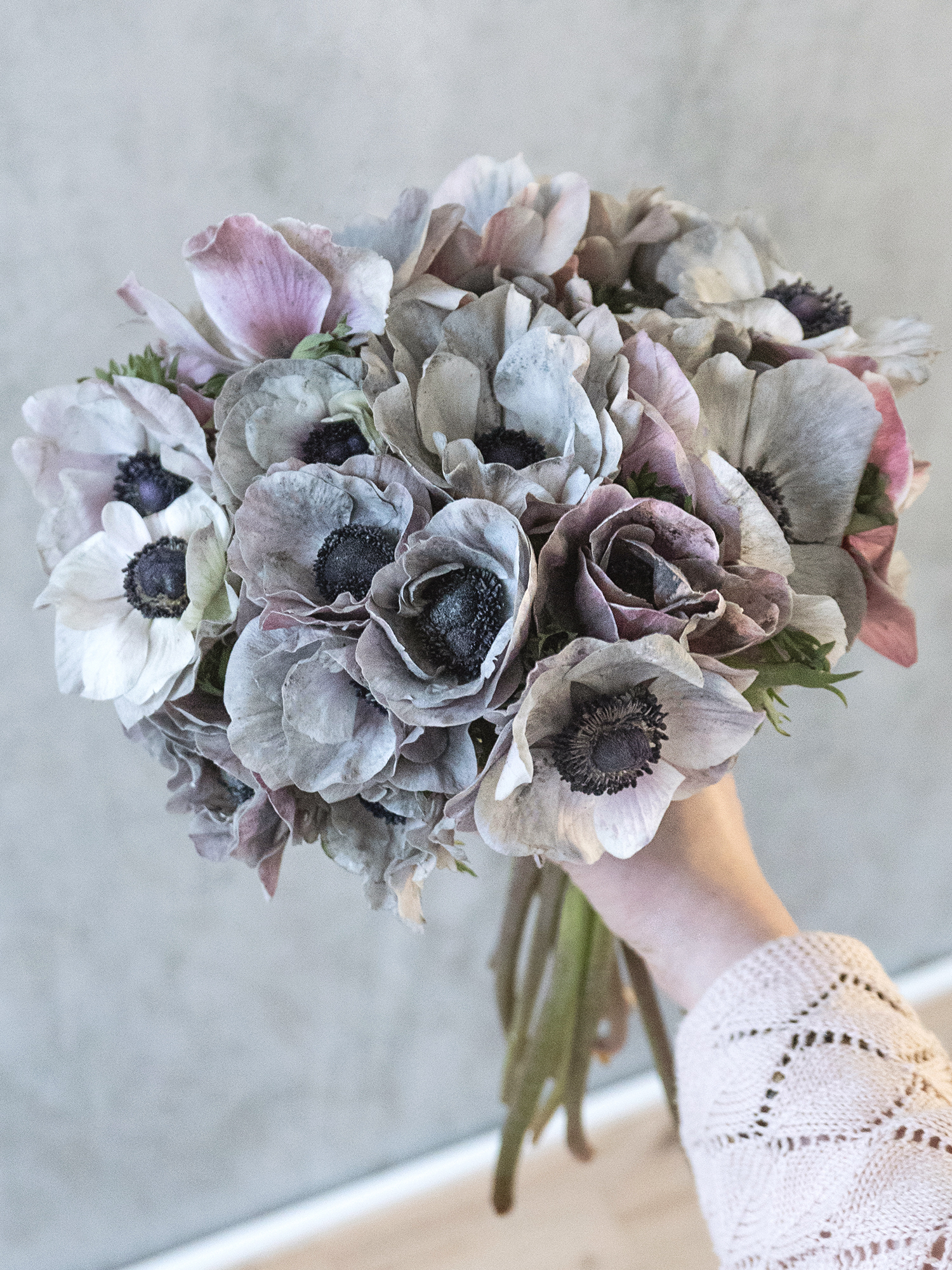 blumigo-anemonen-xl-mistral-powder-grey-grau-violett-schnittblume image 3