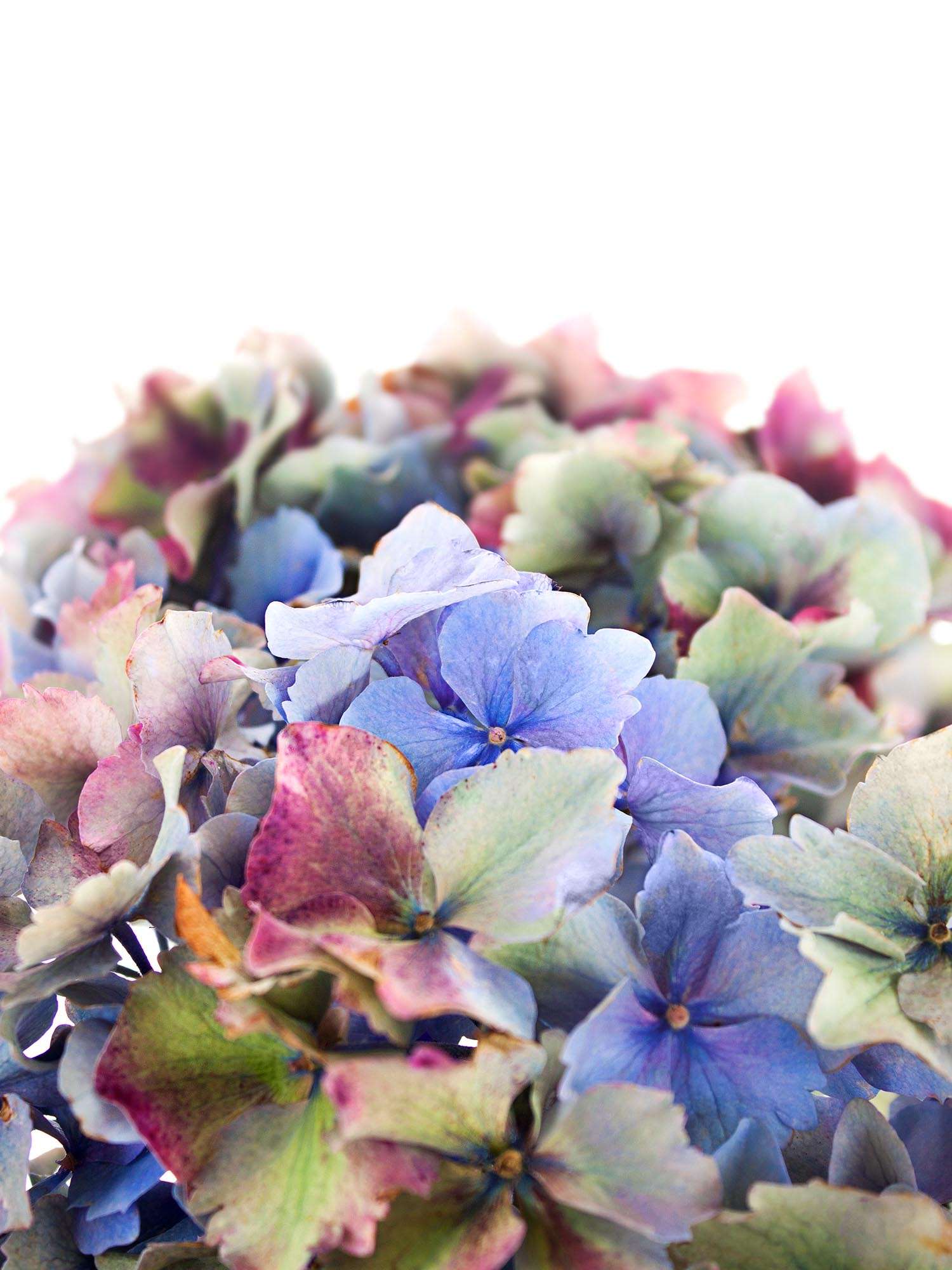 blumigo-hortensien-franz-sischer-farbmix-schnittblumen-5-st-ck image 2