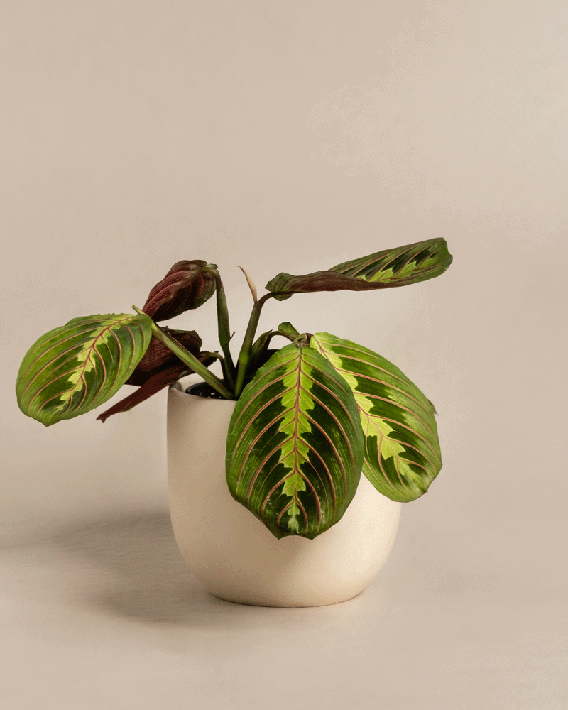 feey-variado-maranta-zimmerpflanze-ohne-bertopf-tierfreundlich image 6