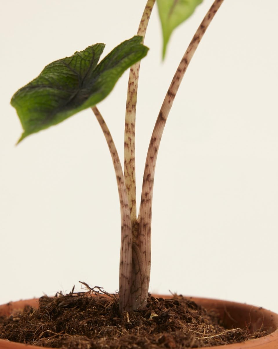 plnts-babyplnts-alocasia-jacklyn-zimmerpflanze-10cm image 5
