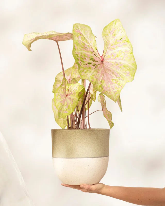 feey-variado-caladium-seafoam-pink-zimmerpflanze-ohne-bertopf image 1