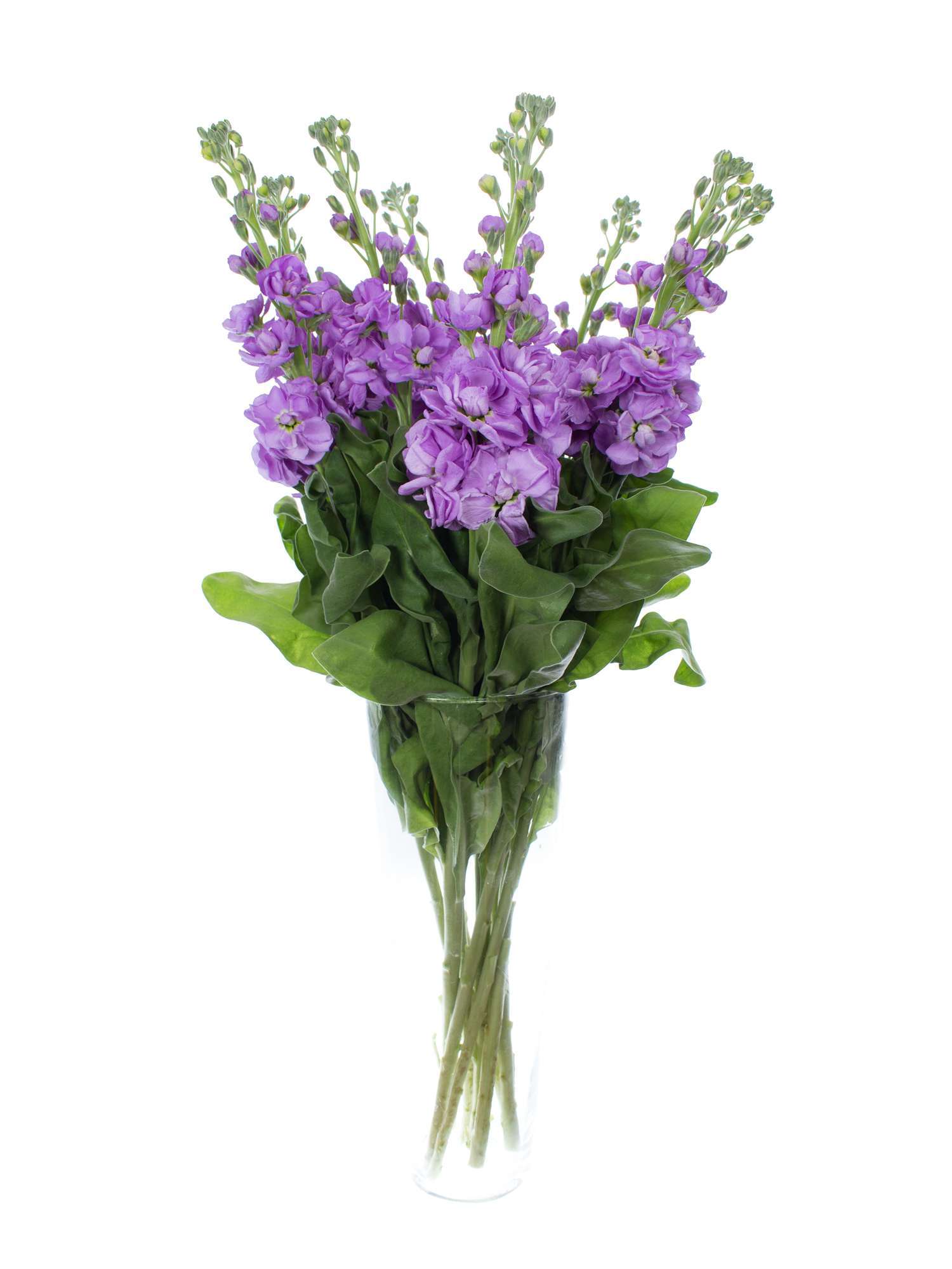 blumigo-levkojen-figaro-lavender-schnittblume-lila image 2