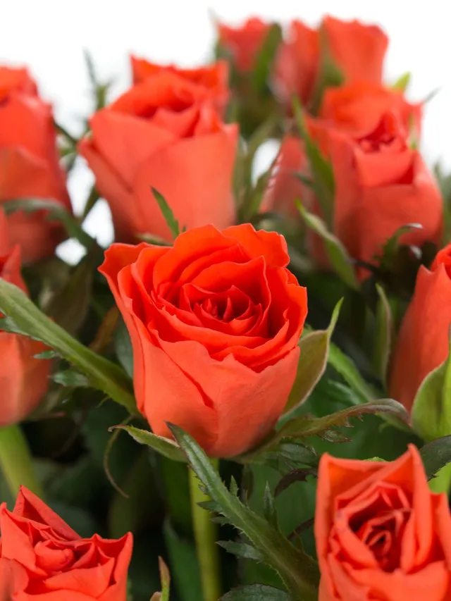 blumigo-rosen-punch-orange-schnittrose image 1