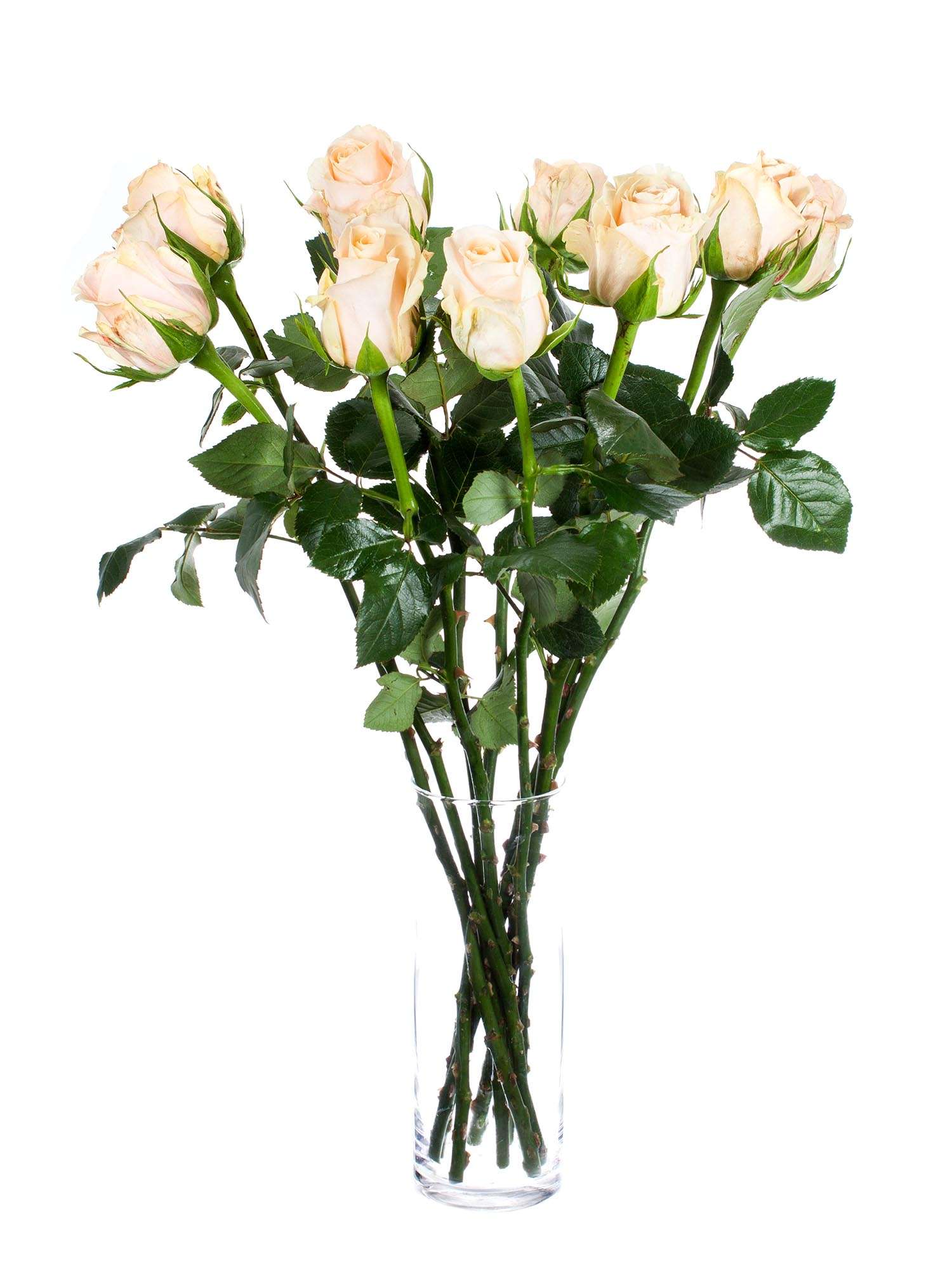 blumigo-rosen-cashmere-rose-creme-apricot-einzelstiel-frisch image 2