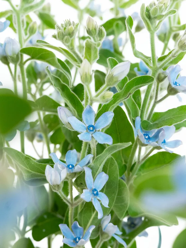 blumigo-asclepias-oxypetalum-seidenpflanze-schnittblume-blau image 1
