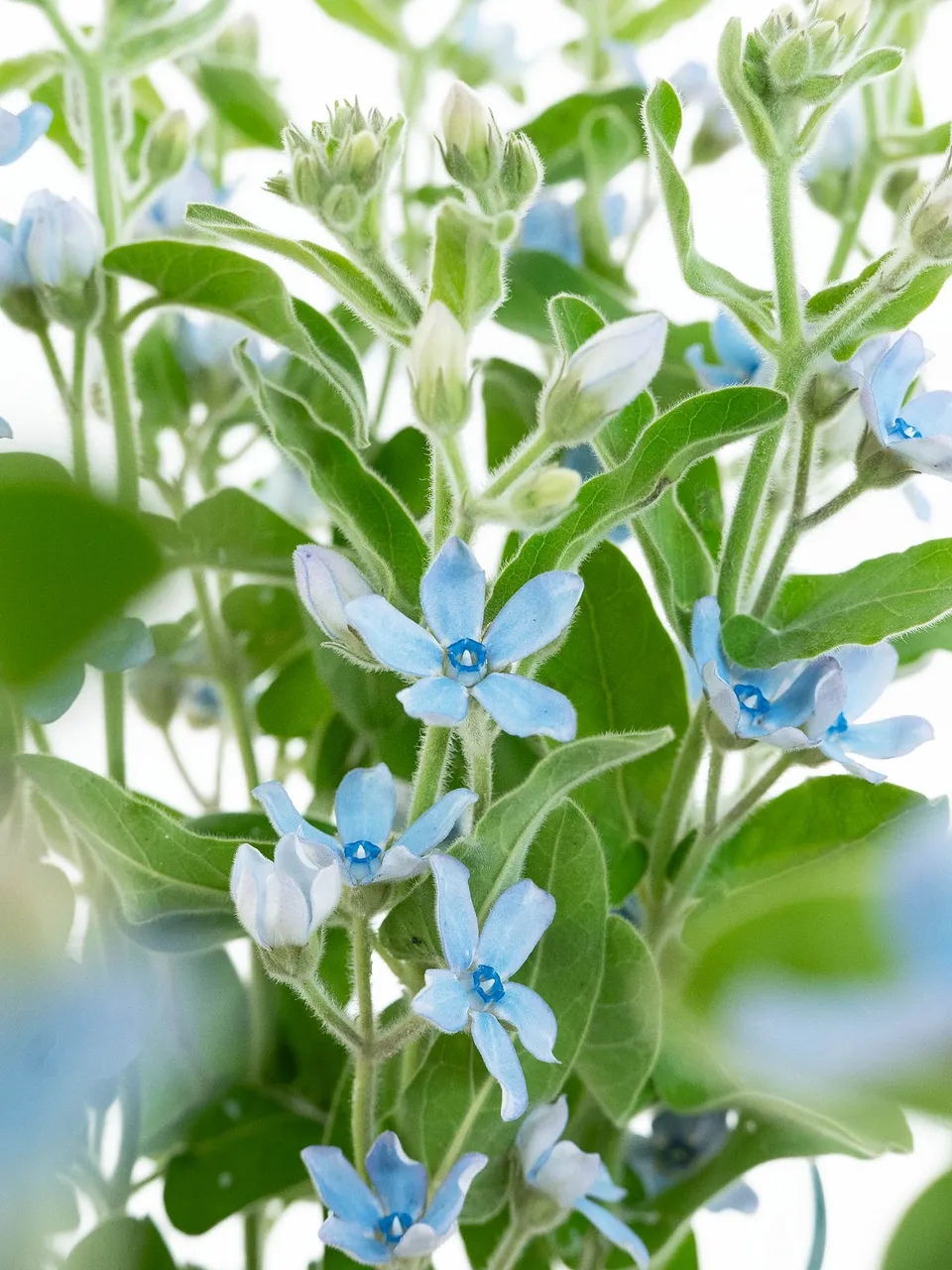 blumigo-asclepias-oxypetalum-seidenpflanze-schnittblume-blau image 1