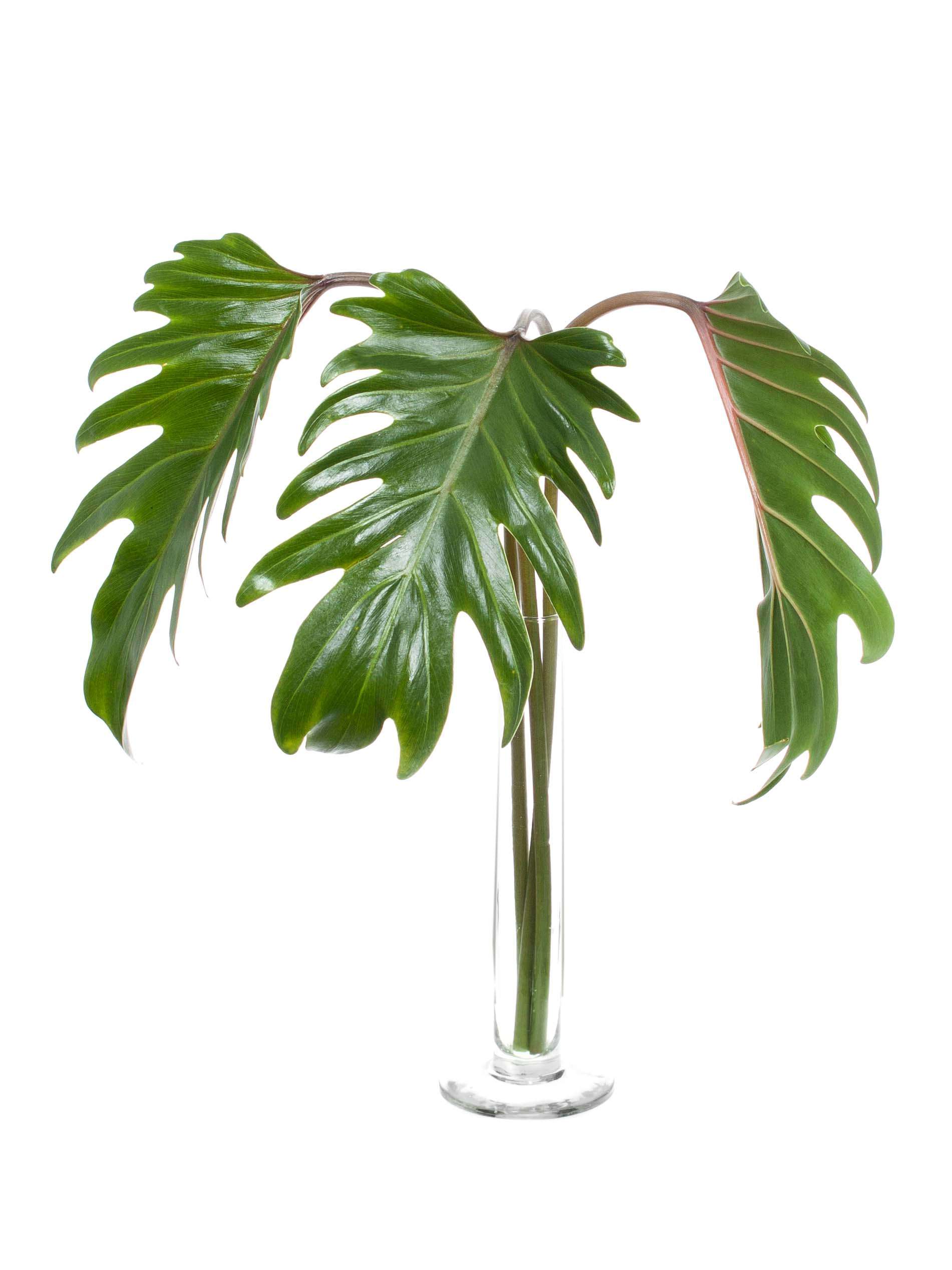 blumigo-blattwerk-xanadu-philodendron-bl-tter-bindegr-n-bund image 2