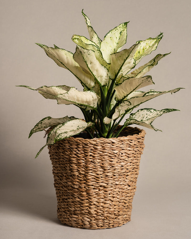 feey-variado-aglaonema-kiwi-gro-e-zimmerpflanze-pflegeleicht image 7