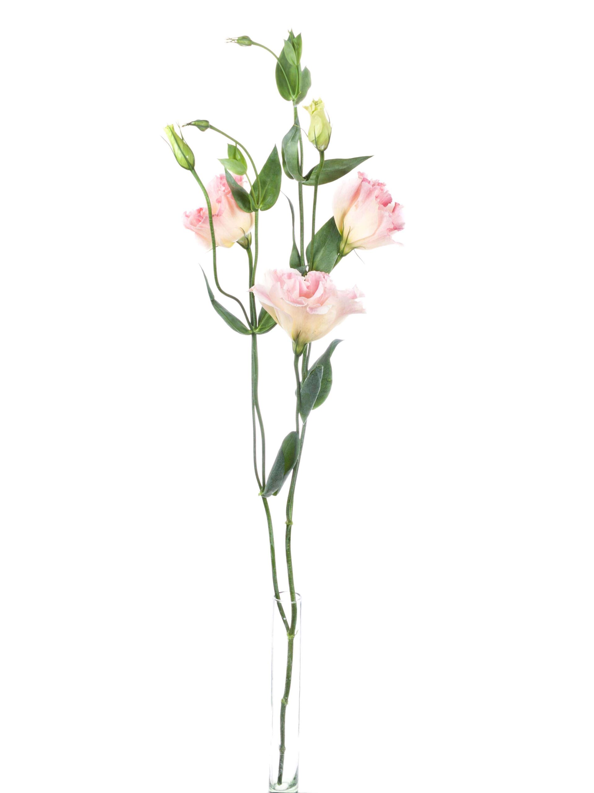 blumigo-lisianthus-arena-champagne-schnittblume-rosa-apricot image 3