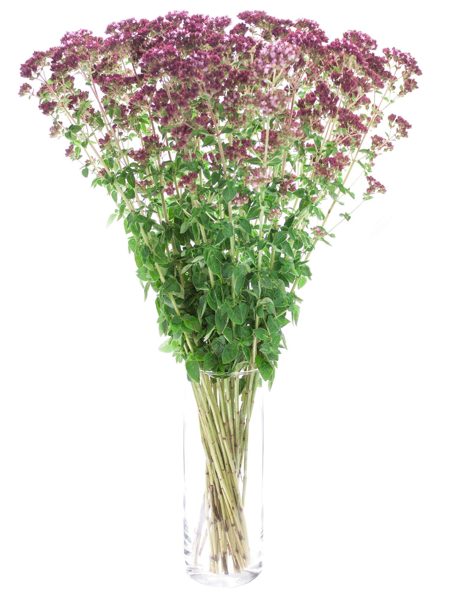 blumigo-blattwerk-oregano-charm-purple-bindegr-n-pink image 2