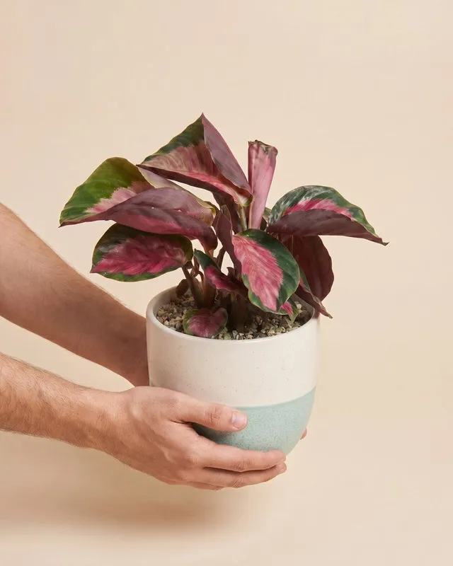 feey-variado-calathea-rosy-korbmarante-ohne-bertopf image 1