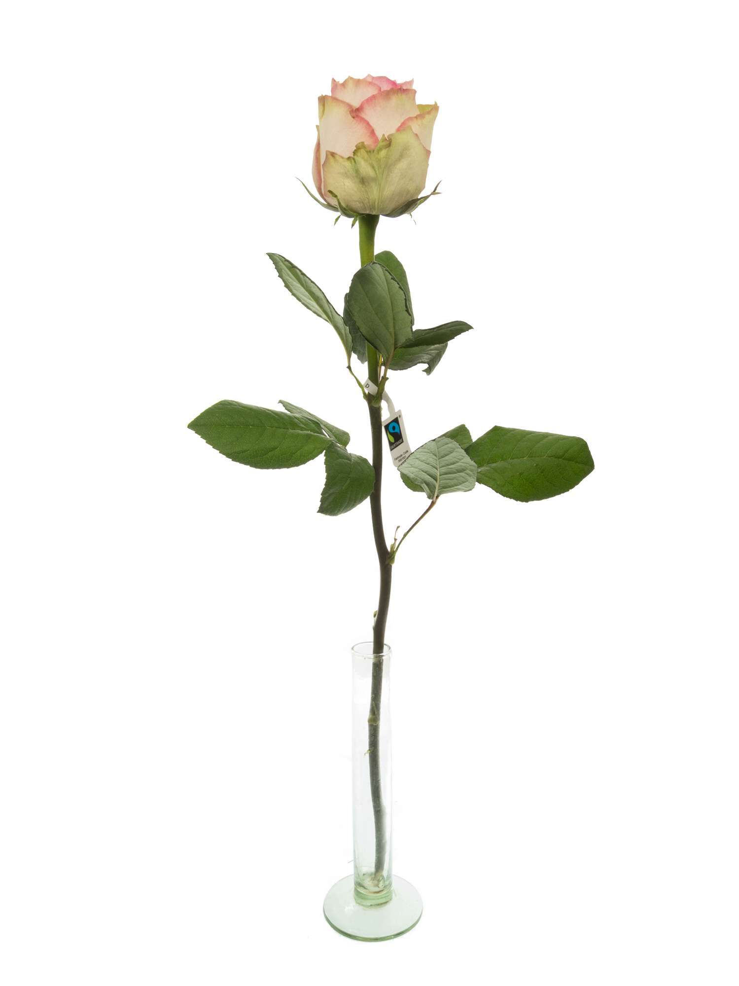 blumigo-rosen-esperance-rose-rosa-creme-fairtrade image 3