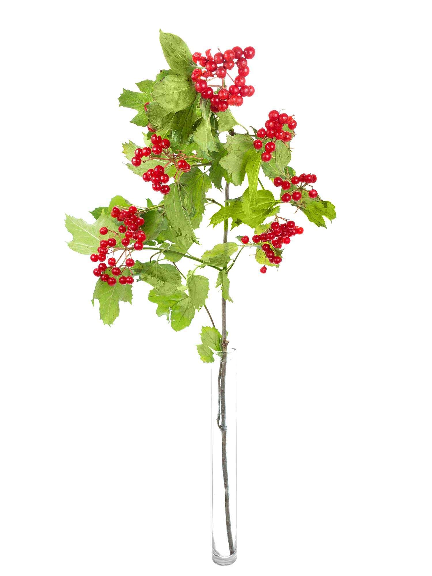 blumigo-zwergschneeball-compactum-zweig-rot image 3